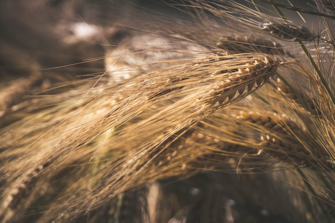 plant whole wheat